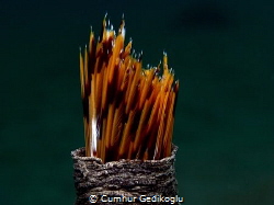 Bispira volutacornis
SPAGHETTI CASE.Long time ago I foun... by Cumhur Gedikoglu 